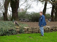 423928088 UC Davis Arboretum, Peahen